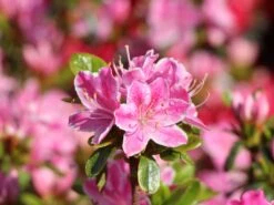 Japanische Azalee 'Kermesina Rosé' -Angebote Wurzel Zeit Store japanische azalee kermesina rose m002408 w 2