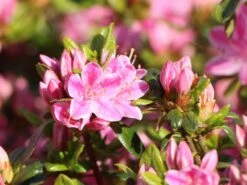 Japanische Azalee 'Kermesina Rosé' -Angebote Wurzel Zeit Store japanische azalee kermesina rose m002408 w 3