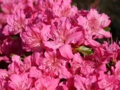 Japanische Azalee 'Kirstin' -Angebote Wurzel Zeit Store japanische azalee kirstin m004124 w 0