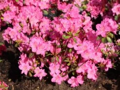 Japanische Azalee 'Kirstin' -Angebote Wurzel Zeit Store japanische azalee kirstin m004124 w 1