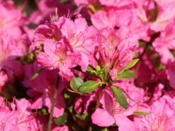 Japanische Azalee 'Kirstin' -Angebote Wurzel Zeit Store japanische azalee kirstin m004124 w 3