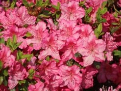 Japanische Azalee 'Kirstin' -Angebote Wurzel Zeit Store japanische azalee kirstin m004124 w 4