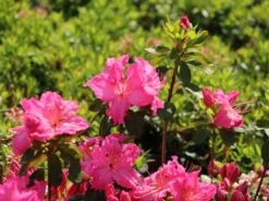 Japanische Azalee 'Kirstin' -Angebote Wurzel Zeit Store japanische azalee kirstin m004124 w 5