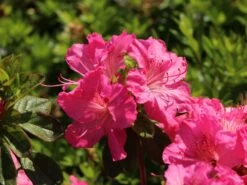 Japanische Azalee 'Kirstin' -Angebote Wurzel Zeit Store japanische azalee kirstin m004124 w 7