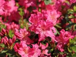 Japanische Azalee 'Kirstin' -Angebote Wurzel Zeit Store japanische azalee kirstin m004124 w 8