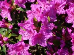 Japanische Azalee 'Königstein' -Angebote Wurzel Zeit Store japanische azalee koenigstein m006898 w 1