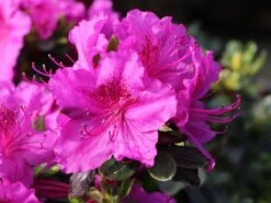 Japanische Azalee 'Königstein' -Angebote Wurzel Zeit Store japanische azalee koenigstein m006898 w 3