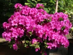 Japanische Azalee 'Königstein' -Angebote Wurzel Zeit Store japanische azalee koenigstein m006898 w 4