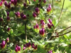 Japanische Azalee 'Königstein' -Angebote Wurzel Zeit Store japanische azalee koenigstein m006898 w 5