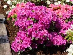 Japanische Azalee 'Königstein' -Angebote Wurzel Zeit Store japanische azalee koenigstein m006898 w 6