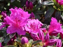 Japanische Azalee 'Königstein' -Angebote Wurzel Zeit Store japanische azalee koenigstein m006898 w 8