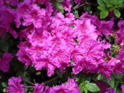 Japanische Azalee 'Königstein' -Angebote Wurzel Zeit Store japanische azalee koenigstein m006898 w 9