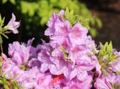 Japanische Azalee 'Ledikanense' -Angebote Wurzel Zeit Store japanische azalee ledikanense m004128 w 1