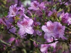 Japanische Azalee 'Ledikanense' -Angebote Wurzel Zeit Store japanische azalee ledikanense m004128 w 3