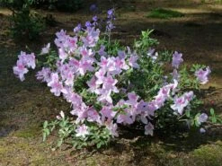 Japanische Azalee 'Ledikanense' -Angebote Wurzel Zeit Store japanische azalee ledikanense m004128 w 5