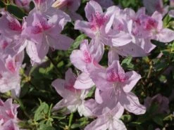 Japanische Azalee 'Ledikanense' -Angebote Wurzel Zeit Store japanische azalee ledikanense m004128 w 6