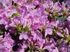 Japanische Azalee 'Ledikanense' -Angebote Wurzel Zeit Store japanische azalee ledikanense m004128 w 8