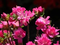 Japanische Azalee 'Maiogi' -Angebote Wurzel Zeit Store japanische azalee maiogi m004136 w 2