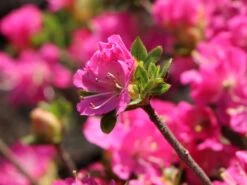 Japanische Azalee 'Maiogi' -Angebote Wurzel Zeit Store japanische azalee maiogi m004136 w 3