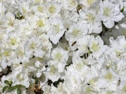 Japanische Azalee 'Maischnee' ® -Angebote Wurzel Zeit Store japanische azalee maischnee m049945 w 0