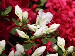 Japanische Azalee 'Maischnee' ® -Angebote Wurzel Zeit Store japanische azalee maischnee m049945 w 1