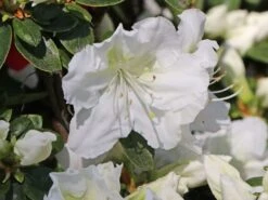 Japanische Azalee 'Maischnee' ® -Angebote Wurzel Zeit Store japanische azalee maischnee m049945 w 2