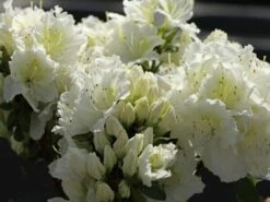 Japanische Azalee 'Maischnee' ® -Angebote Wurzel Zeit Store japanische azalee maischnee m049945 w 4