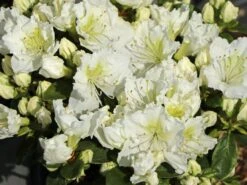 Japanische Azalee 'Maischnee' ® -Angebote Wurzel Zeit Store japanische azalee maischnee m049945 w 5