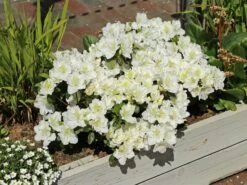 Japanische Azalee 'Maischnee' ® -Angebote Wurzel Zeit Store japanische azalee maischnee m049945 w 6