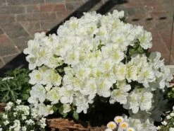 Japanische Azalee 'Maischnee' ® -Angebote Wurzel Zeit Store japanische azalee maischnee m049945 w 7