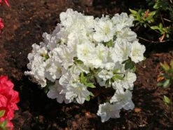 Japanische Azalee 'Maischnee' ® -Angebote Wurzel Zeit Store japanische azalee maischnee m049945 w 8