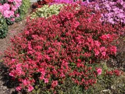 Japanische Azalee 'Maraschino' ® -Angebote Wurzel Zeit Store japanische azalee maraschino m080523 w 1