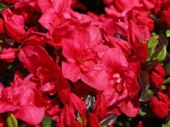 Japanische Azalee 'Maraschino' ® -Angebote Wurzel Zeit Store japanische azalee maraschino m080523 w 4