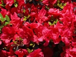 Japanische Azalee 'Maraschino' ® -Angebote Wurzel Zeit Store japanische azalee maraschino m080523 w 5