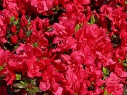 Japanische Azalee 'Maraschino' ® -Angebote Wurzel Zeit Store japanische azalee maraschino m080523 w 6