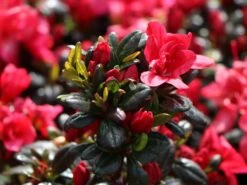 Japanische Azalee 'Maruschka' (S) -Angebote Wurzel Zeit Store japanische azalee maruschka s m006900 w 0