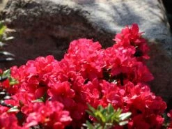 Japanische Azalee 'Maruschka' (S) -Angebote Wurzel Zeit Store japanische azalee maruschka s m006900 w 2