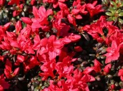 Japanische Azalee 'Maruschka' (S) -Angebote Wurzel Zeit Store japanische azalee maruschka s m006900 w 4