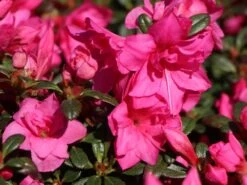 Japanische Azalee 'Melina' -Angebote Wurzel Zeit Store japanische azalee melina m004142 w 1