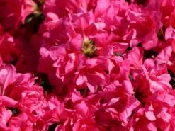 Japanische Azalee 'Melina' -Angebote Wurzel Zeit Store japanische azalee melina m004142 w 2