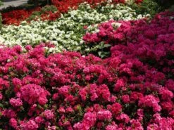 Japanische Azalee 'Melina' -Angebote Wurzel Zeit Store japanische azalee melina m004142 w 5