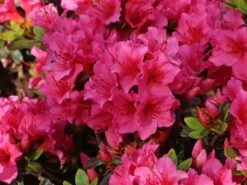 Japanische Azalee 'Michiko' -Angebote Wurzel Zeit Store japanische azalee michiko m007862 w 1