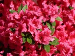 Japanische Azalee 'Michiko' -Angebote Wurzel Zeit Store japanische azalee michiko m007862 w 2