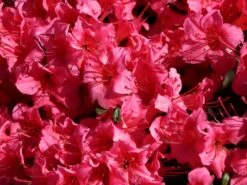 Japanische Azalee 'Michiko' -Angebote Wurzel Zeit Store japanische azalee michiko m007862 w 3