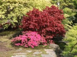 Japanische Azalee 'Michiko' -Angebote Wurzel Zeit Store japanische azalee michiko m007862 w 4