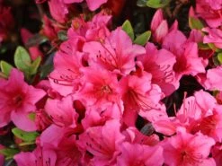 Japanische Azalee 'Michiko' -Angebote Wurzel Zeit Store japanische azalee michiko m007862 w 5