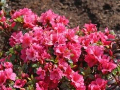 Japanische Azalee 'Michiko' -Angebote Wurzel Zeit Store japanische azalee michiko m007862 w 6