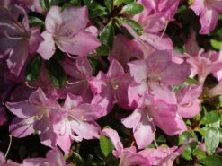 Japanische Azalee 'Negligé' ® -Angebote Wurzel Zeit Store japanische azalee neglig m095887 w 0