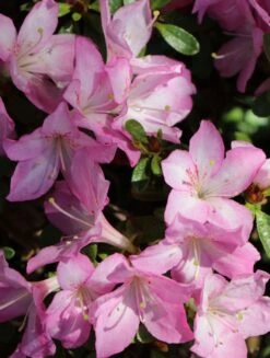 Japanische Azalee 'Negligé' ® -Angebote Wurzel Zeit Store japanische azalee neglig m095887 w 1