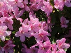 Japanische Azalee 'Negligé' ® -Angebote Wurzel Zeit Store japanische azalee neglig m095887 w 4